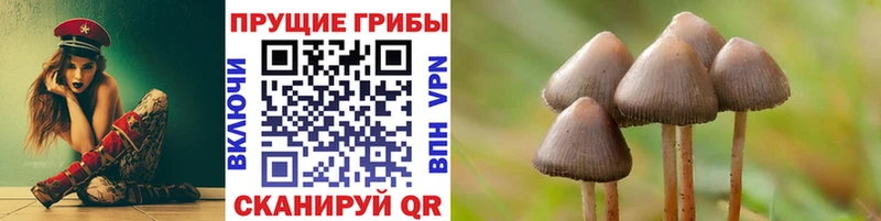 Псилоцибиновые грибы Cubensis  кракен ТОР  Шенкурск 